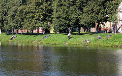 Novozybkov. Zybkoe lake
