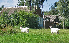 Novozybkov. Priozernaya st.